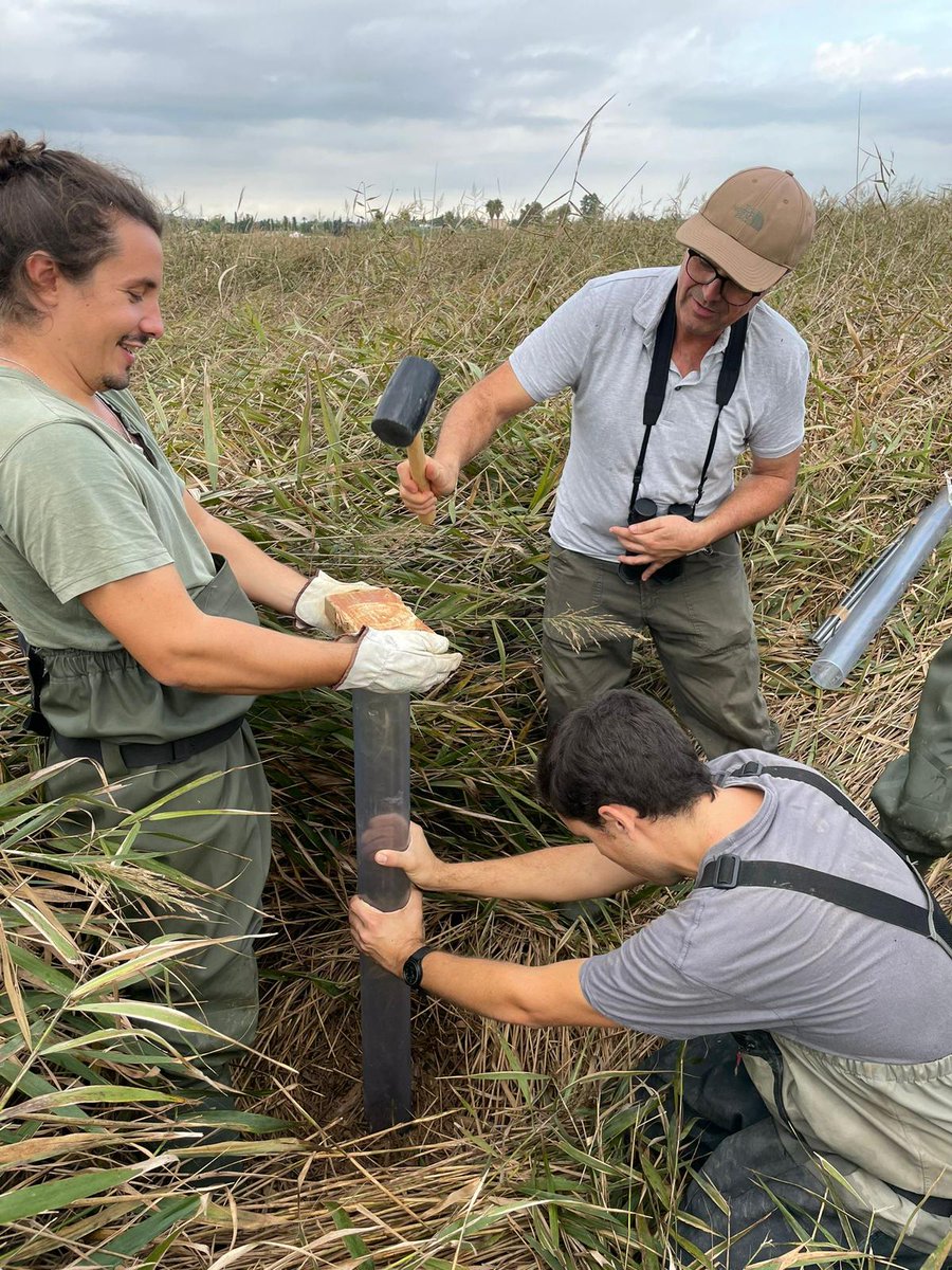 La setmana passada vam mostrejar les torberes dels Ullals de Panxa al Delta de l’Ebre. Amb Eurecat i Fundació Catalunya la Pedrera estudiarem l’acumulació històrica de carboni a les torberes amb els canvis en els usos del sòl i estat de conservació.