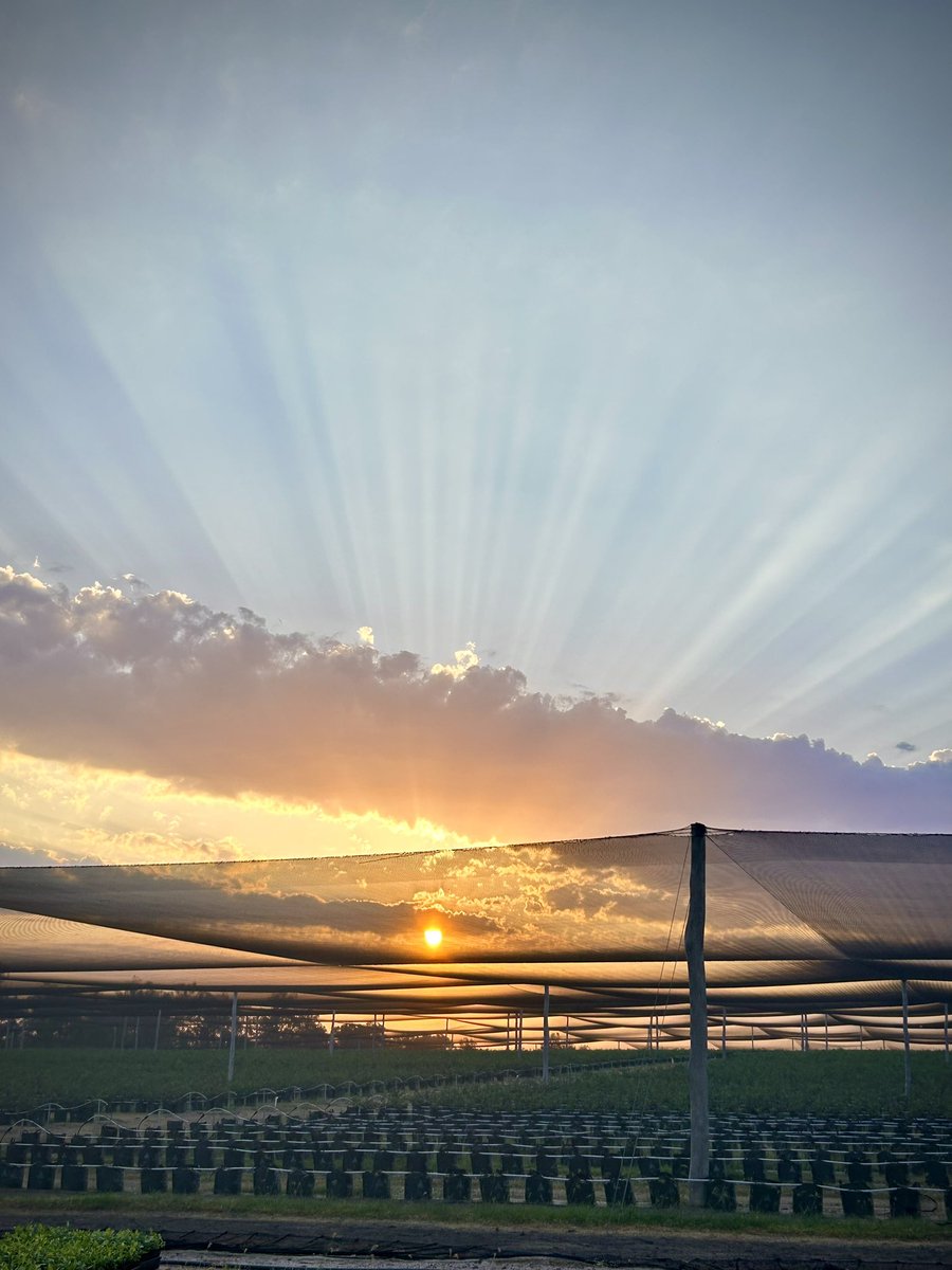 What a crepuscular hour it was…