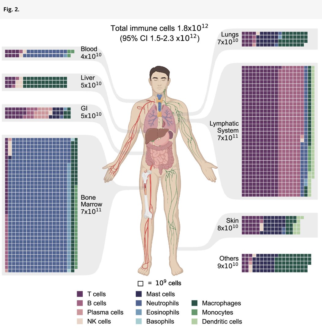pallett_lab's tweet photo. COOL PAPER ALERT! - estimating number, mass &amp; distribution of immune cells in humans
https://t.co/cslZnafOyW

Humans have ≈1.8×10^12 immune cells weighing ~1kg!!!
Lymphocytes ≈15% of immune cells <200g

Fig: Distribution of immune cells in diff tissues (each square =10^9 cells) https://t.co/YX2Z2sNOIk