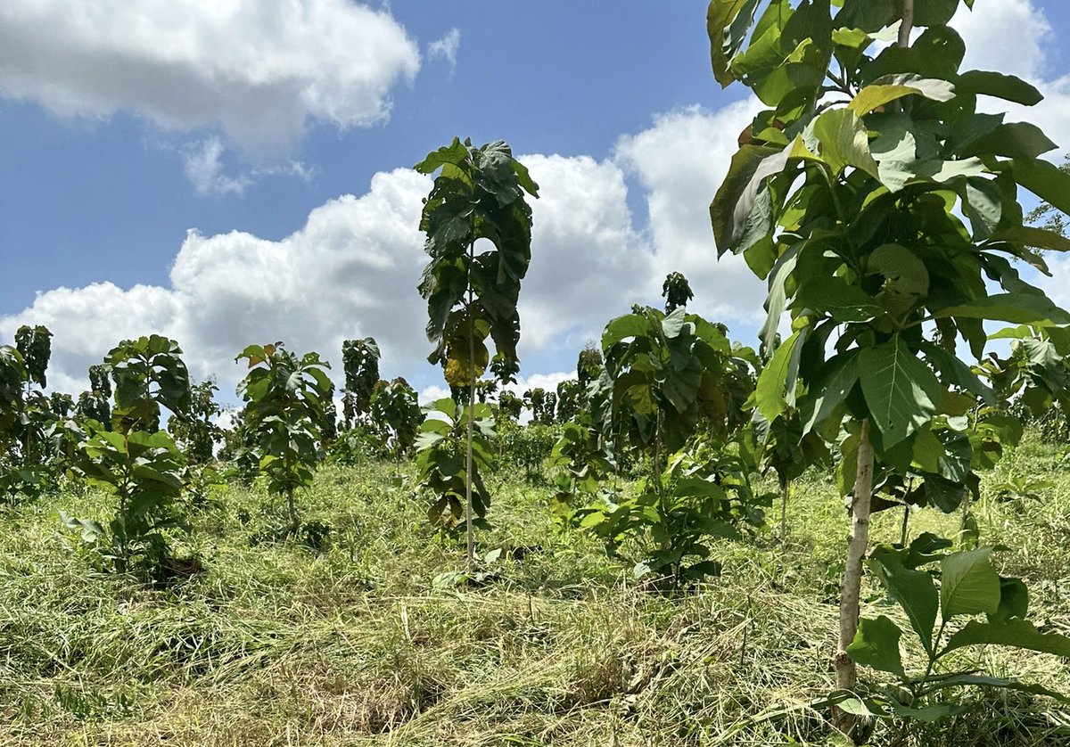 A beautiful day on the plantations yesterday, with healthy trees growing as far as the eye can see.
We're bringing life back into the forest reserve through sustainably managing degraded land from the soil up & providing quality jobs.
#reforestation #climate #timber #carbon #SDG8