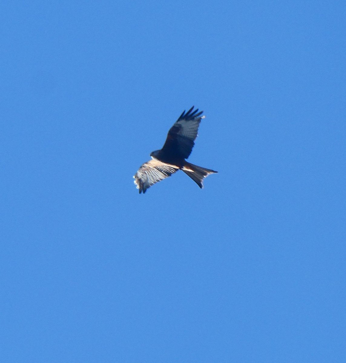 Red kite circle overhead in Radyr yesterday afternoon.

First one I've seen in the area

#glambirds