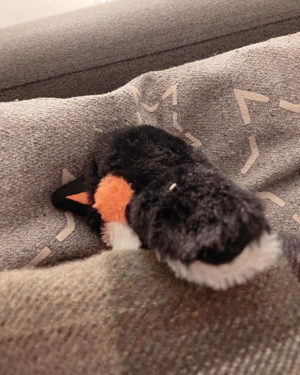 RosaSamosa's tweet photo. @EdinburghZoo we have given them a wash and some snacks and a little spot on the sofa in our Airbnb. They were a bit scared at first but we’re taking good care of Pingpong (that’s what we’ve called them til they’re home) #getpenguinhome #findpenguinsfamily 2/2 https://t.co/dLDV0s4Ozw