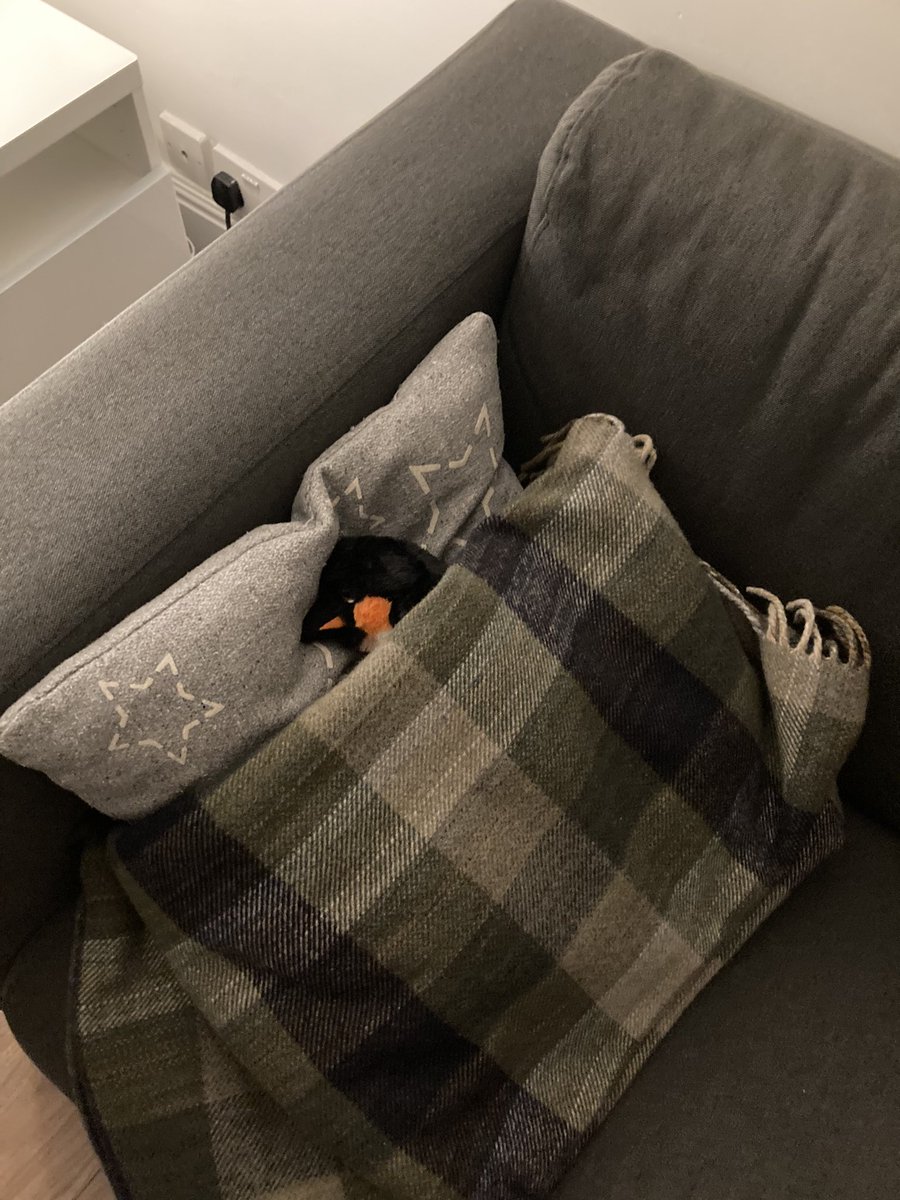 RosaSamosa's tweet photo. @EdinburghZoo we have given them a wash and some snacks and a little spot on the sofa in our Airbnb. They were a bit scared at first but we’re taking good care of Pingpong (that’s what we’ve called them til they’re home) #getpenguinhome #findpenguinsfamily 2/2 https://t.co/dLDV0s4Ozw