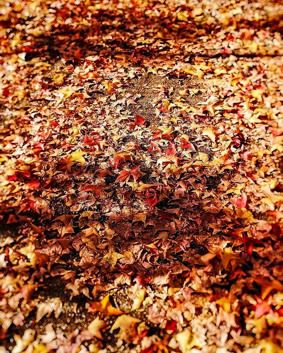 #紅葉