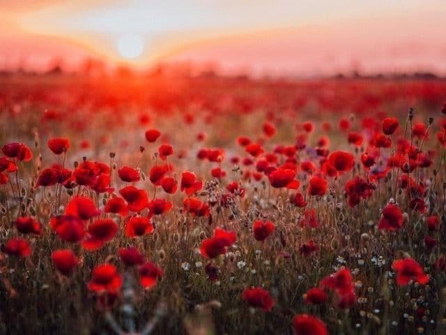 We are honoured to have been invited, by the Harlow Branch of the Royal British Legion, to take part in their Festival of Remembrance, on Sunday 12th November, <a href="/harlowplayhouse/">Harlow Playhouse</a>. 

Tickets are £6. Book now: buff.ly/3tK92st