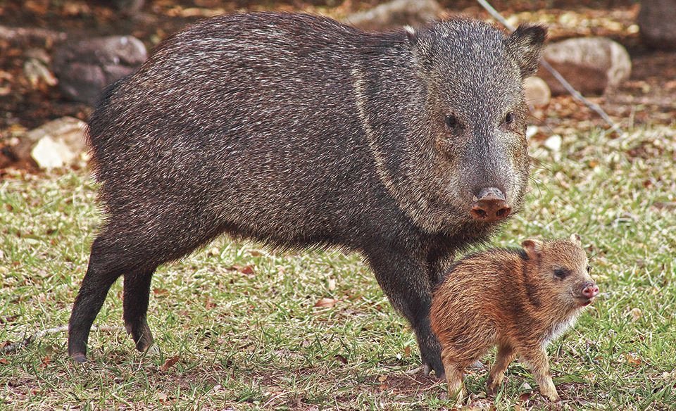 I’m on team Javelina, have at it. This is their habitat. Let’s rebrand this golf course as a wildlife refuge and watch as these skunk pigs terraform a herbicide riddled green desert into something amazing. #TeamJavelina