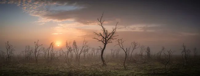 Stunning panoramic image of burnt out forest wins Landscape Photographer of the Year 2023
Natural wonders, changing weather and the built environment win big in Landscape Photographer of the Year 2023