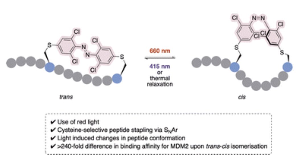 🔔 Check out our latest work titled ‘Red-light modulated ortho-chloro azobenzene photoswitch for peptide stapling via aromatic substitution’ by @MiaKapun published in @rsc_chembio pubs.rsc.org/en/content/art…