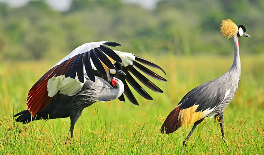 ExploreUg_Pearl's tweet photo. Conservation Efforts: The Government of Uganda and various organizations are working to conserve the country's avian species and their habitats. Birding tourism contributes to these efforts by raising awareness and providing economic incentives for conservation.

#ExploreUganda https://t.co/AHTgwrjaqG