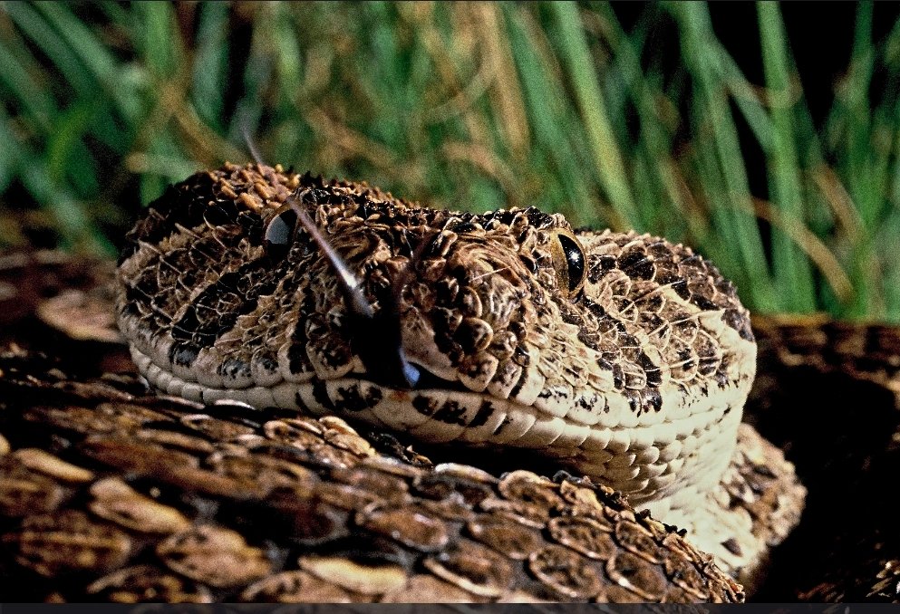 jadiesandy's tweet photo. 🌈🐍Photograph 16 - The Puff Adder🐍🌈

🐍 Africa's silent but deadly serpents! With a venomous bite and a remarkable ability to blend into their surroundings, these snakes are both fascinating and formidable. 🌿🔥 #PuffAdders #WildlifeMysteries 🌍🐍 https://t.co/byaPePd5WM