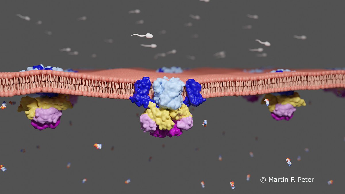 Membrantransporter sorgen für Mobilität von Spermienzellen: Neu entdeckter Mechanismus trägt zum besseren Verständnis molekularer Grundlagen der Fortpflanzungsfähigkeit bei uni-heidelberg.de/de/newsroom/me…