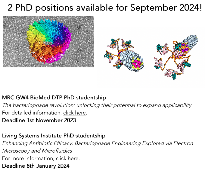 Interested in phages and cryoEM? 2 PhD positions available: vamgold.wixsite.com/goldlab/news
