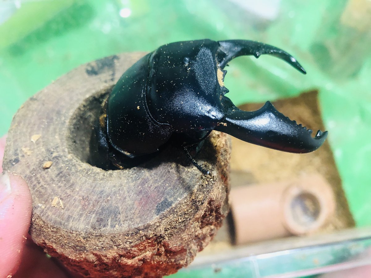 忙しすぎてなかなかお世話できない日が続いたどやっとお世話日が作れた！
ごめんよ…お腹空いてよね…