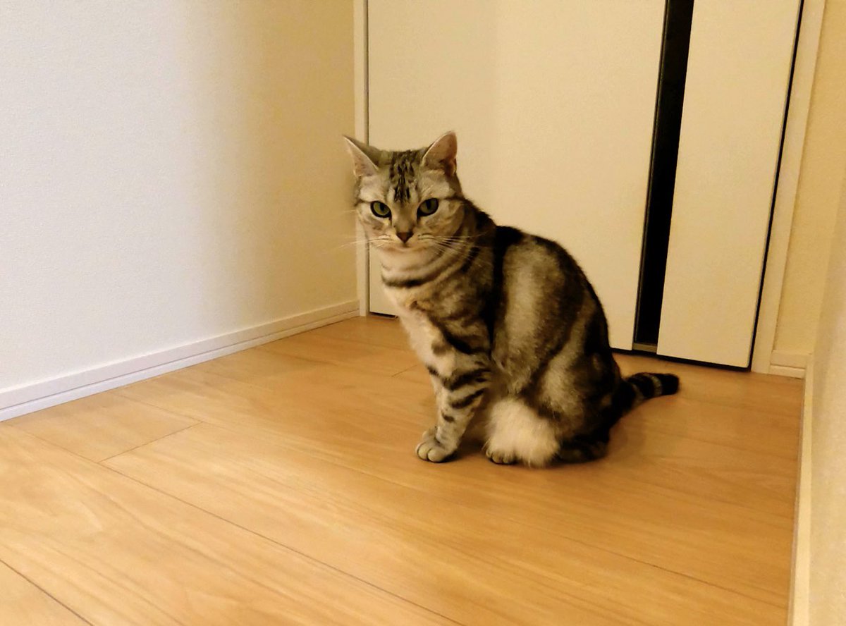 ameshoconnie's tweet photo. 隅っこで何してるのー？☺️🐱✨ https://t.co/HZFJ3Q3VWu