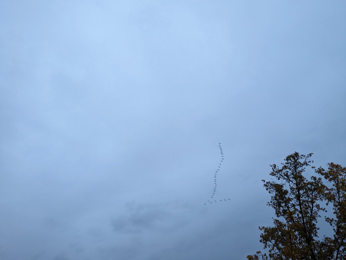 Der Winter kommt ❄️ sagen die Zugvögel 🦢