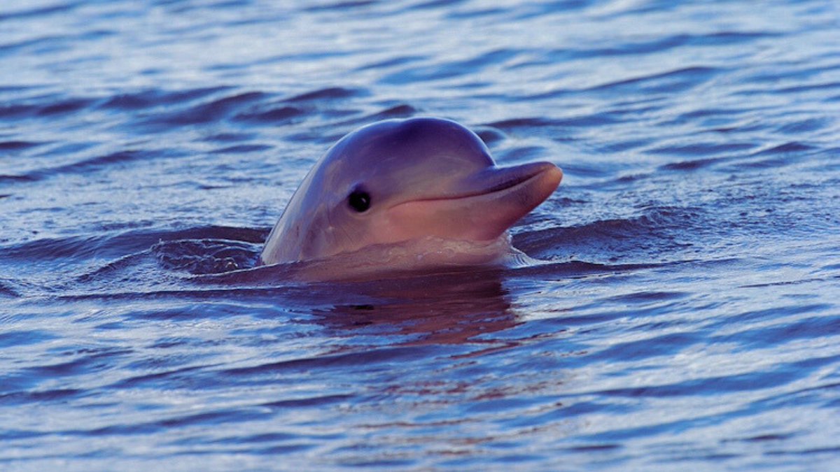 CCSL_world's tweet photo. 🐬 Guiana Dolphins, unique to South America, prefer brackish waters. They're known for their playful behaviour and social nature, a marvel of evolution! 🌍 #Darwin200 #CCSL_world https://t.co/istwI1GsDx
