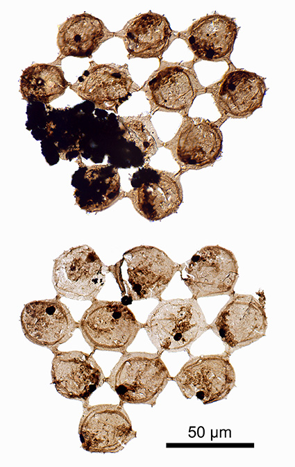 🗣️New paper! Dr Tom Harvey <a href="/uniofleicester/">University of Leicester</a> reports the discovery of Cambrian colonial phytoplankton with defence mechanisms against predators entering the planktic realm. The fossils help solve the longstanding mystery of Cambrian 'acritarch' ecology. <a href="/LeicesterGeog/">Leicester Geography</a>