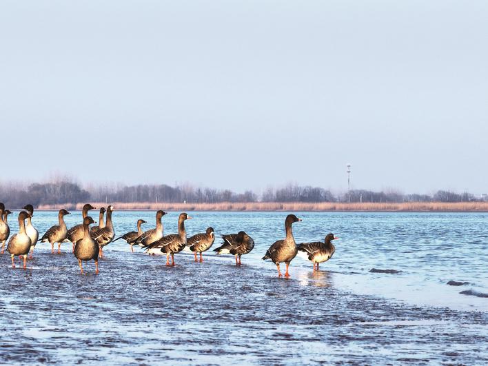 Zhenjiangcity's tweet photo. ๐๐ฌThe ecological environment is improving day by day, and 946 species of wild animals and plants have been found in Zhenjiang Finless Porpoise Reserve.
#ViewofZhenjiang #Ecology https://t.co/OxVlc07RiV