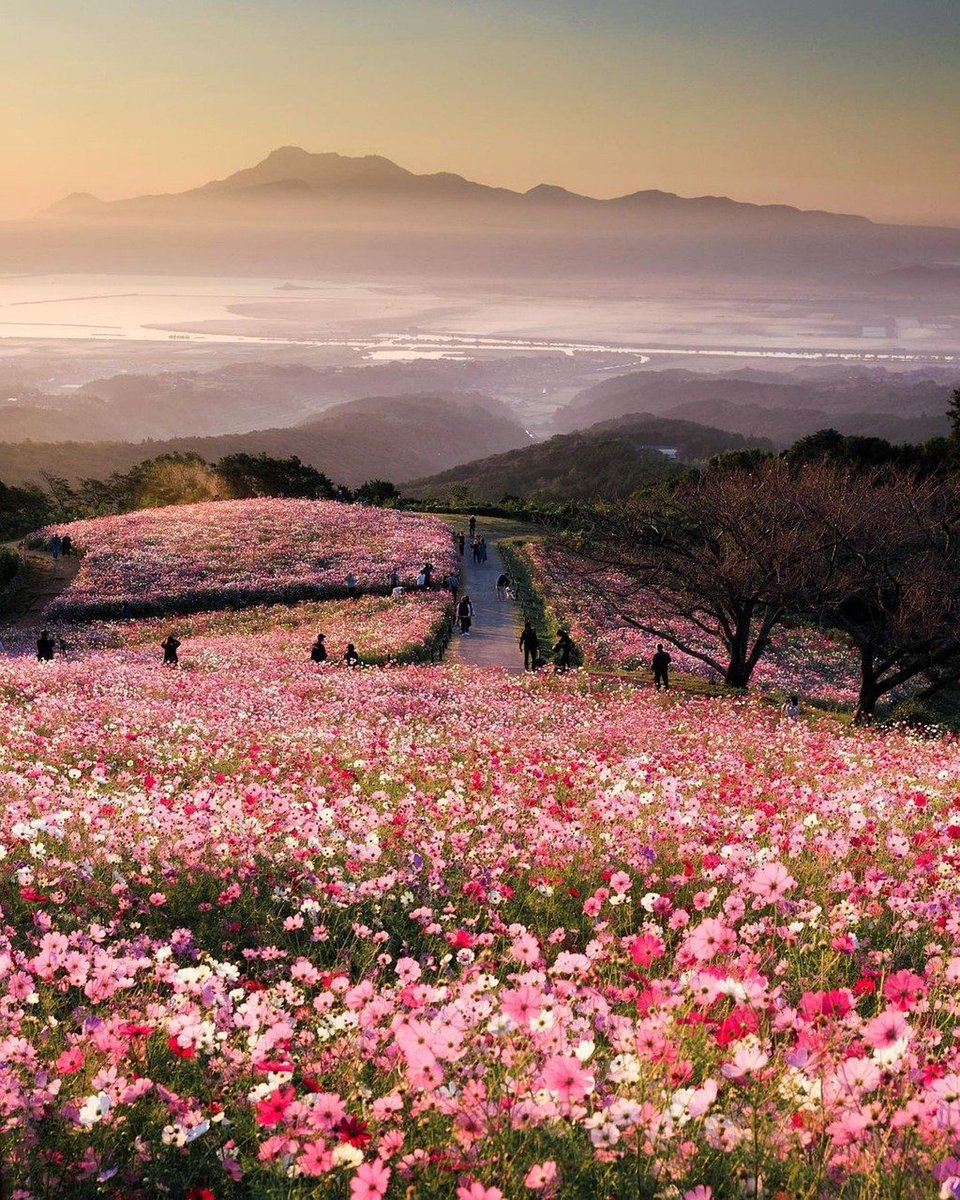 ktanimara's tweet photo. #LandscapePhotography #CosmosField
Photo by Ngocthuyenhoa at Pixabay, Phan Rang- Thap Cham, Vietnam, October 24, 2023
#NaturePhotograhpy https://t.co/TyjZEBOwbQ