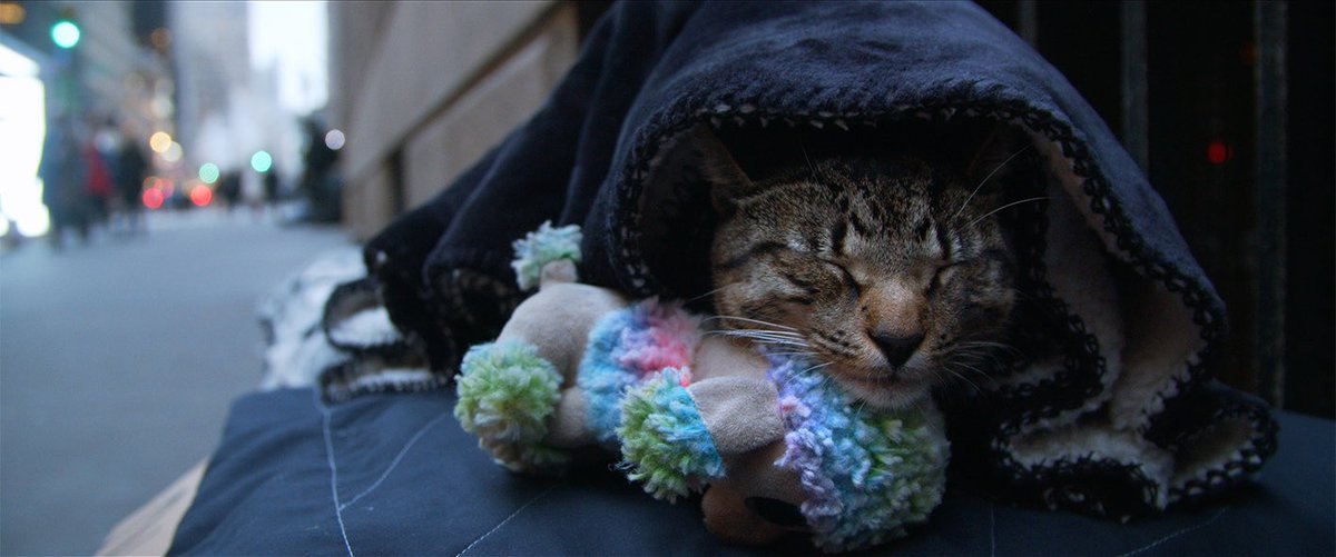 『猫と、とうさん』

明日27(金)から凱旋🍵京都シネマでの上映がスタートです。

13:55〜

グッズも販売致しますので、お近くの方はぜひスクリーンでご覧くださいませ🐈🐈‍⬛

kyotocinema.jp