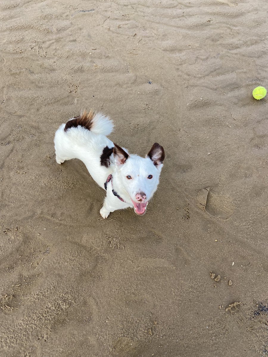 JenCarter1983's tweet photo. Best dog ever 💙💙💙💙 https://t.co/7hqoAzG10w