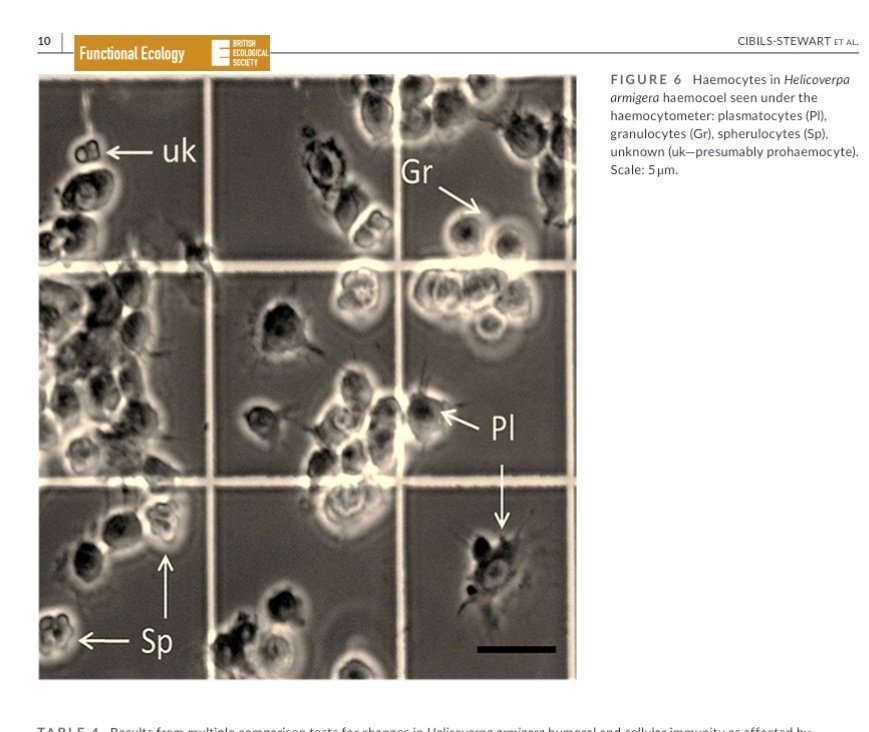 Ximena Cibils, PhD (@ximecibils) on Twitter photo Check out our new pub! Here we look at the interactions of silicon and endophytes on insect immune responce! doi.org/10.1111/1365-2… <a href="/ScottJohnsonLab/">Professor Scott Johnson</a> <a href="/profSueHartley/">Sue Hartley</a> @rputrabio <a href="/Tarikul_Entom/">Tarikul Islam</a> Check out our new pub! Here we look at the interactions of silicon and endophytes on insect immune responce! doi.org/10.1111/1365-2… <a href="/ScottJohnsonLab/">Professor Scott Johnson</a> <a href="/profSueHartley/">Sue Hartley</a> @rputrabio <a href="/Tarikul_Entom/">Tarikul Islam</a>