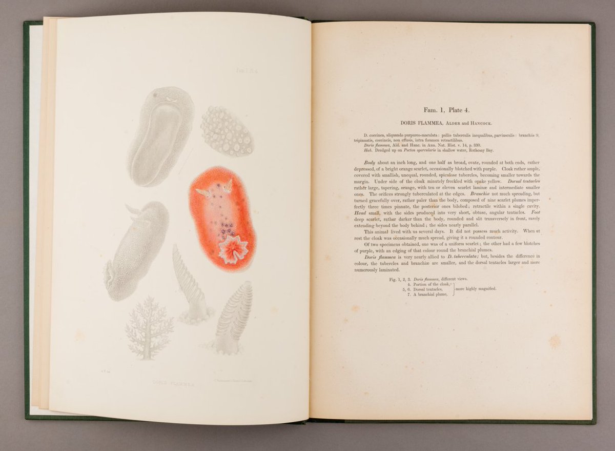 MCNBbiblioteca's tweet photo. 📙Compartim a #MuseuObert el Vol I d'aquesta obra sobre gastròpodes nudibranquis, publicada a Londres el 1845
👉https://t.co/lin3XfWaay
✍️A la imatge, Doris flammea (Alder & Hancock, 1844)
👁️Llibre digitalitzat disponible!
#LlibreAnticMCNB https://t.co/8pPKpiC0z4