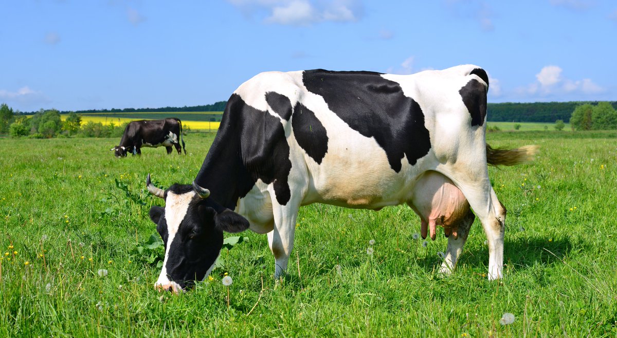 Bovine mastitis is an inflammatory condition in cows that causes reduced milk quality and quantity, as well as economic loss for farmers. Antibiotics are typically the primary treatment, but the rising incidence of multiple antibiotic resistant mastitis is a growing concern.