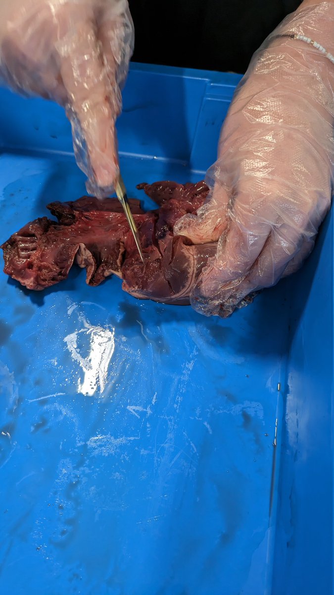 Popped in to observe S4 dissecting a heart 😃 a wee mixture of intrigued and grossed-out facial expressions 🤣
