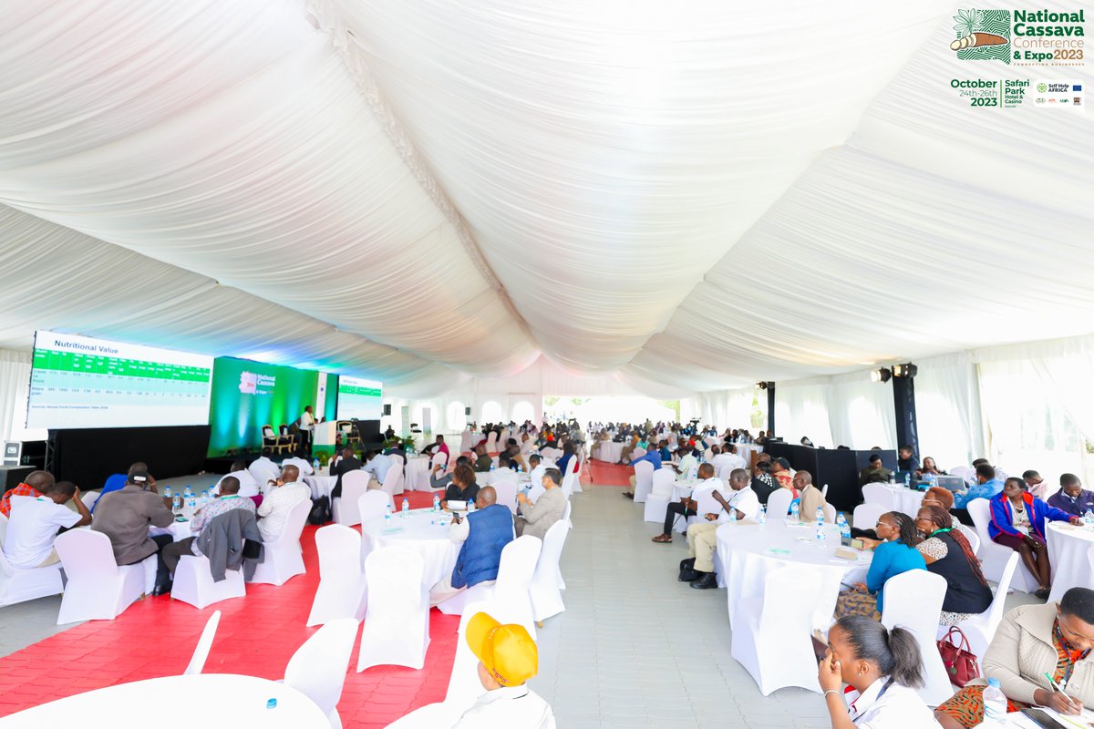 NationalCassava's tweet photo. The progress is unmistakable, and we're excited to see the impact we're making in the world of Cassava.

Stay tuned for more exciting developments! 

https://t.co/KiNKKKOTFi
#CassavaCon #CassavaExpo2023 #NationalCassavaCon  #Kenya #Agriculture #FoodSecurity #EconomicDevelopment https://t.co/3sXfIr7Zpy