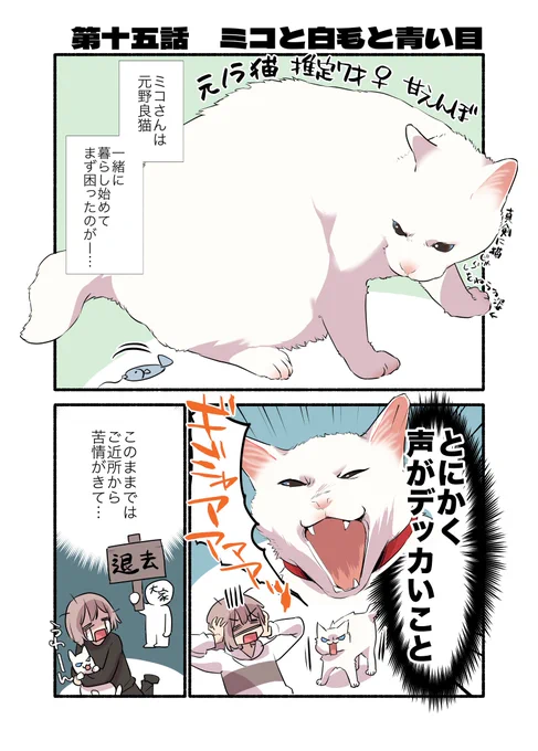 白猫&青目の猫について知っておいてほしいことの話(1/2)再掲 #愛されたがりの白猫ミコさん #漫画がよめるハッシュタグ