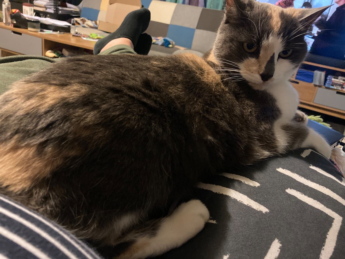 The happiest of cats with a cushion all to herself.