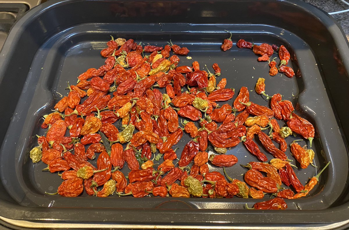 Lupo_T_Lupo's tweet image. Final stages and a bit of air drying