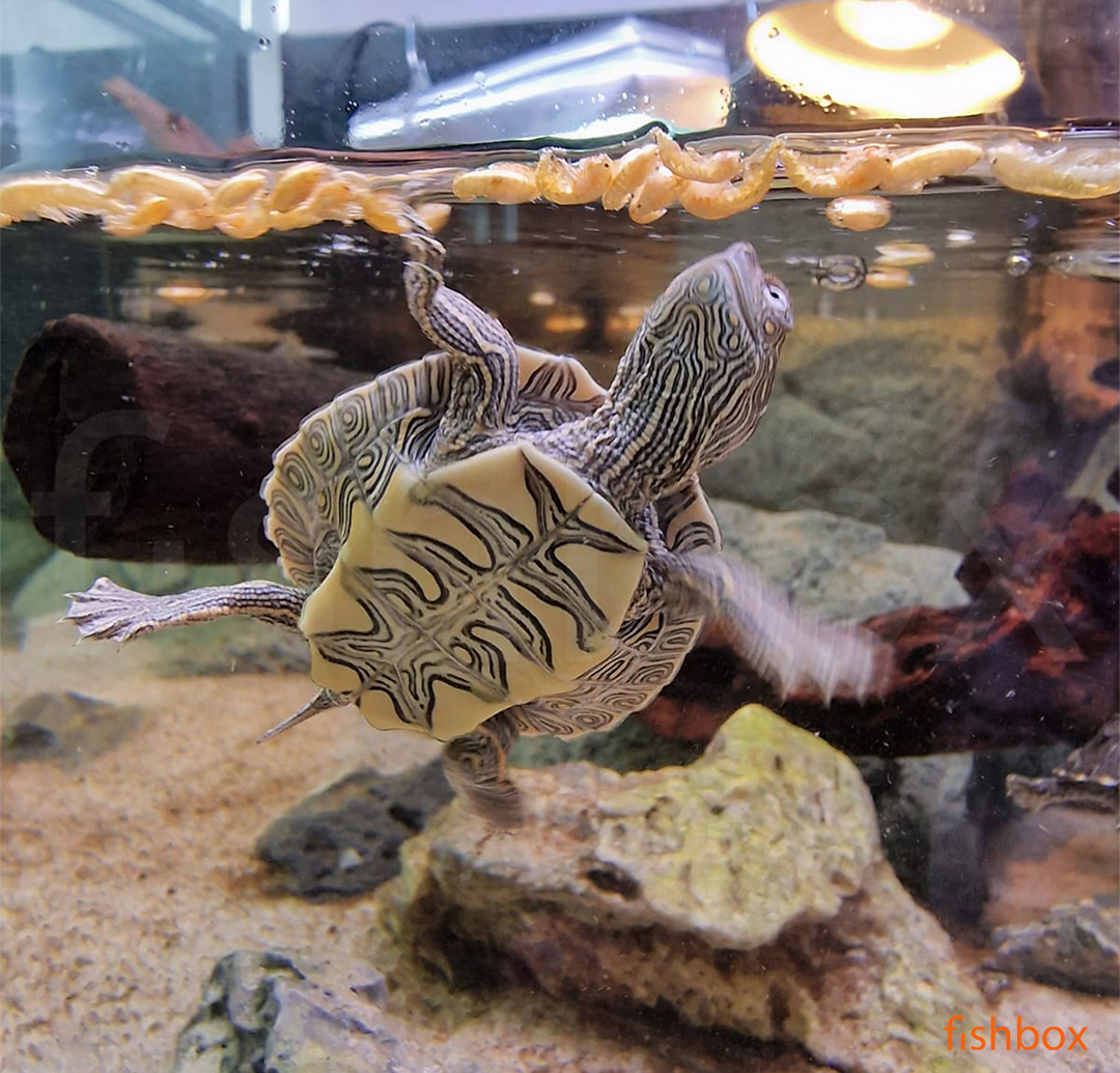 fishbox_si's tweet photo. Če se izgubite, vam naša želva zemljevidarka pokaže pot nazaj domov 🙃
🐢Graptemys pseudogeographica kohni - želva zemljevidarka🐢
https://t.co/RsHoLq0HWb
#akvarij #akvaristika #btcLjubljana  #MississippiMapTurtle #zelve #zemljevidarka #zelva #GraptemysPseudogeographicaKohni https://t.co/fhJqkFe76j