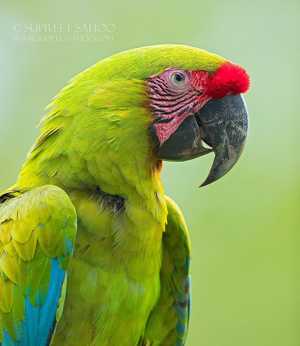 Great green macaw 💚💛❤️ By supreet_sahoo