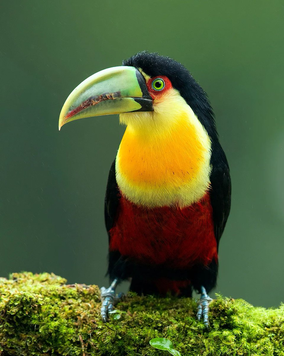 Red breasted Toucan 💛🖤💚
By supreet_sahoo