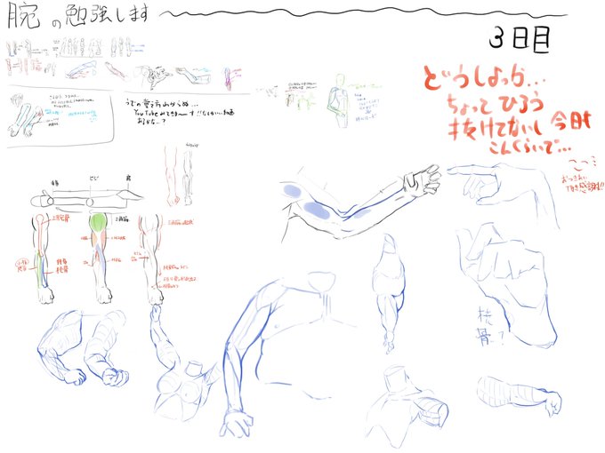 流石に3日やるとそこそこの理解度になってきた。上腕筋あたりの理解度まだまだだけど。筋肉も飽きてきたのでそろそろ絵を描こ^ ^ 
