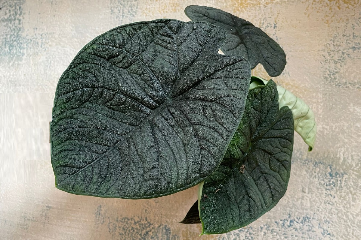 Le Alocasie sono un genere di piante d’appartamento che riserva sempre soprese! Oggi vi parliamo della Alocasia Melo! Vieni a trovarci per scegliere la tua!
capoverde.com/fiori-piante/c…
#Alocasia #AlocasiaMelo #Araceae #Aracee #pianteappartamento #piantemilano #capoverdemilano