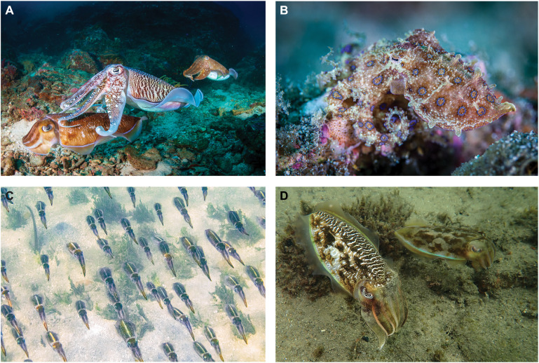 Current Biology (@currentbiology) on Twitter photo As part of our #cephalopods special <a href="/TessaMontague/">Tessa Montague</a> introduces the spectacular color and shape shifting skills of #octopuses & #cuttlefish and their neural control
cell.com/current-biolog… As part of our #cephalopods special <a href="/TessaMontague/">Tessa Montague</a> introduces the spectacular color and shape shifting skills of #octopuses & #cuttlefish and their neural control
cell.com/current-biolog…