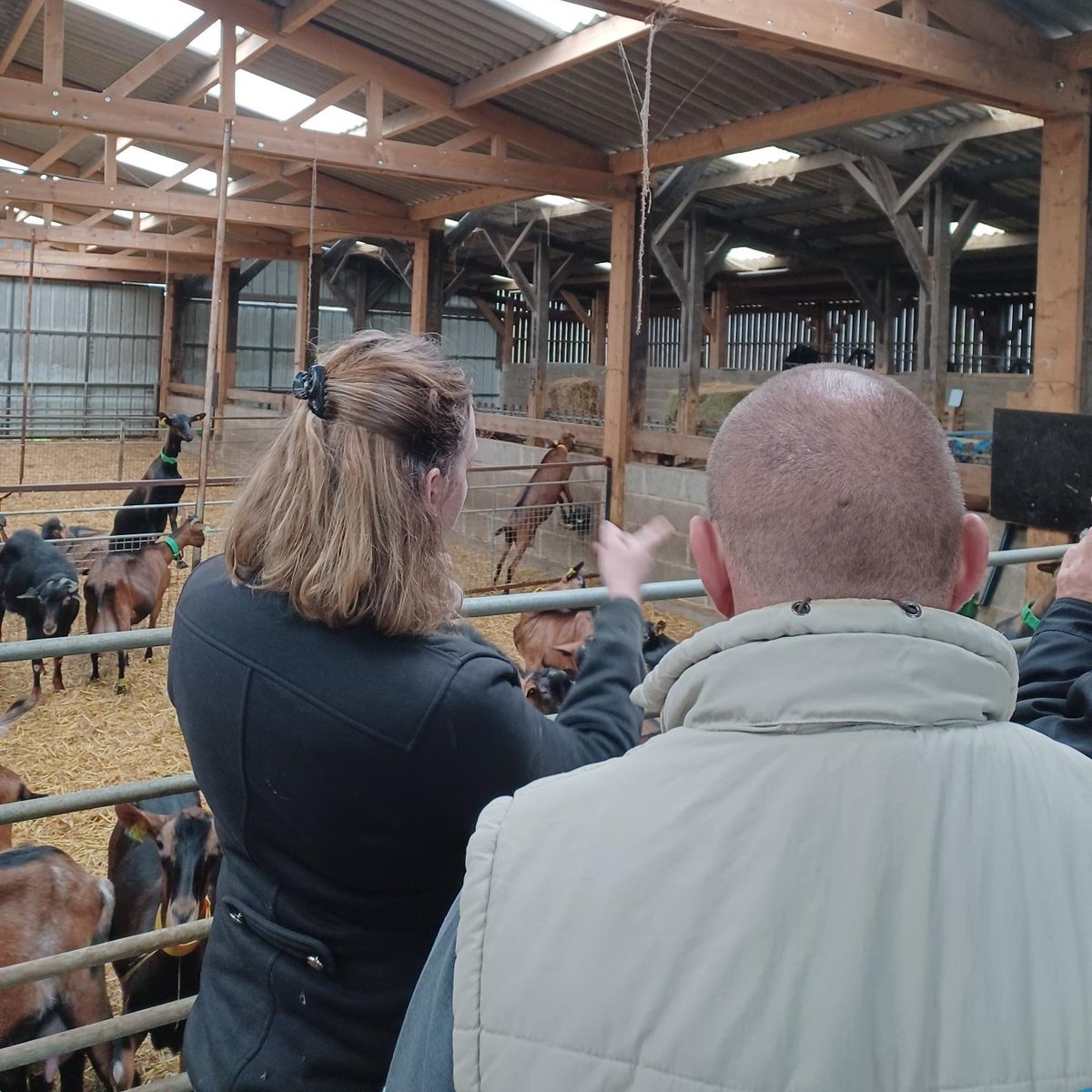 CapClimat's tweet photo. [#CapClimat Territoires - Bretagne]📍🐐

Adaptation du système #fourrager face au climat pour les éleveurs caprins bretons🌿🌡️

▶ Jeu #Lauracle pour faire échanger les éleveurs sur leurs différents leviers d'adaptation 👨‍🌾
▶ Diag prairial pour suivre l'évolution de sa prairie ☘ https://t.co/dQrvHnEDC9