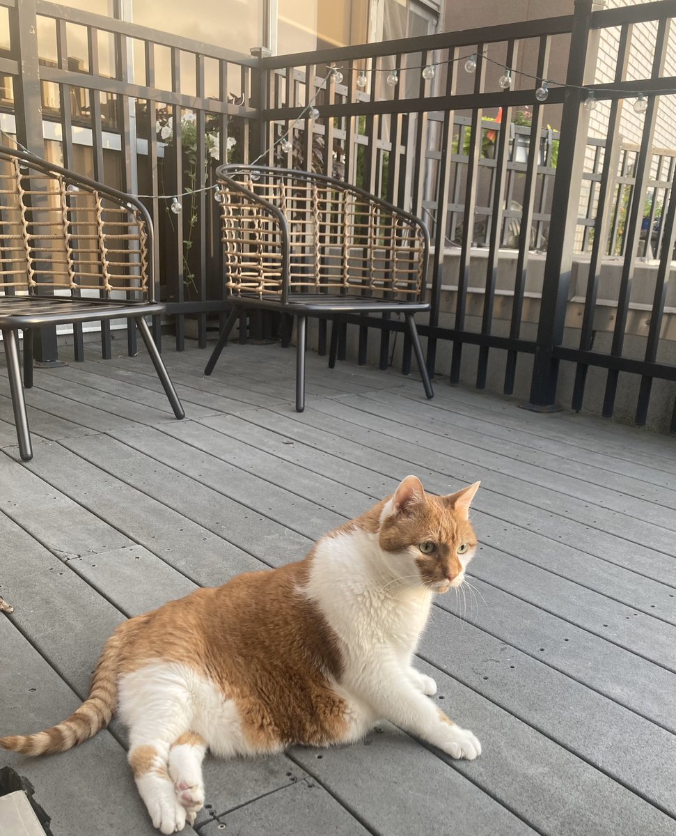 Have you ever seen a more perfect cat than Puddles?

This sweet boy is perfectly mellow, perfectly affectionate, and perfectly plump.

This sweet senior boy does have some medical woes, but we promise he - and all the love he has to give - is worth it.

Ask about Puddles today.