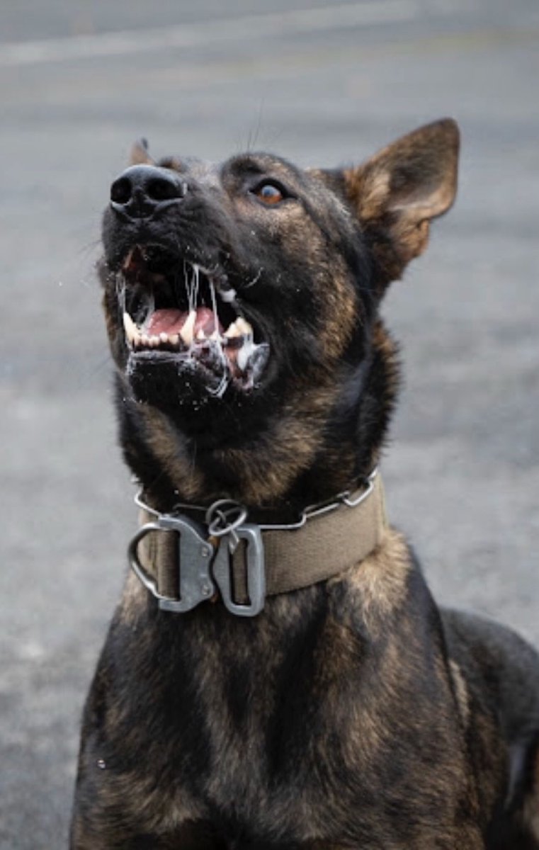 ChNW Police Dogs tweet media