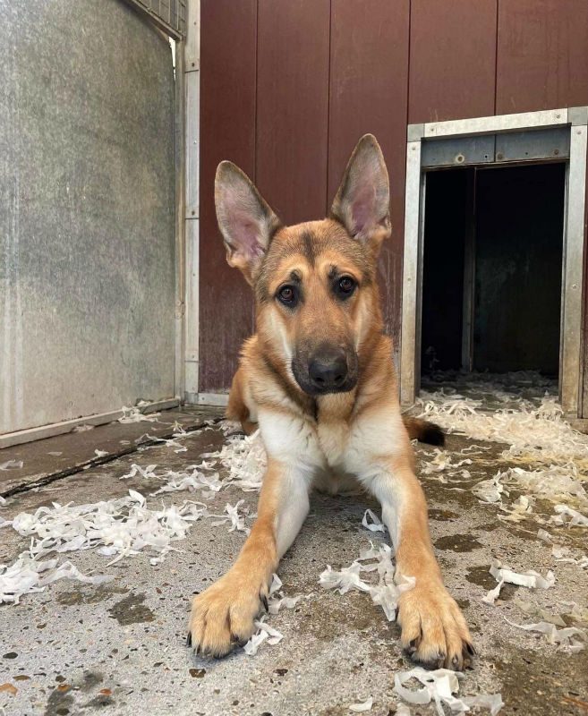 AdoptionsUk's tweet photo. Please retweet to help Roscoe find a home #ESSEX #UK 
Nervous German Shepherd aged 1-2. Saved from a council pound when his 7 days were up. He needs an experienced home and to live with another dog so he can build his confidence. He can live with older children. Please contact the shelter for more information or share to help. 
DETAILS or APPLY👇
https://t.co/oWryCap9jg
@gsrescueelite  #dogs #GermanShepherd