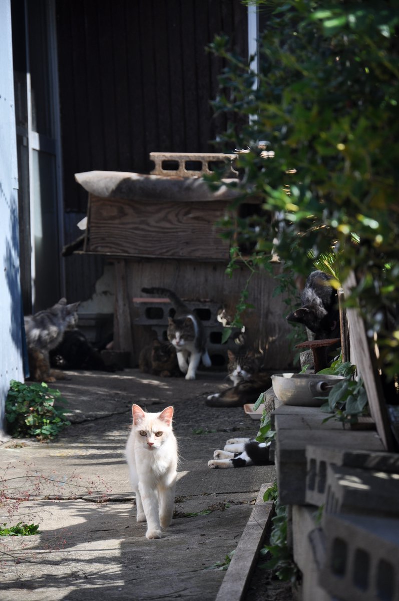 suzuki8hirohito's tweet photo. #オクトラ大陸の覇者 第12回生放送ロケ猫島写真 vol.2

島の猫たちの暮らし編。

#オクトラ芸術の覇者2023
#猫じまん部門
#オクトラ周年祭 https://t.co/TxhnBq6GmI