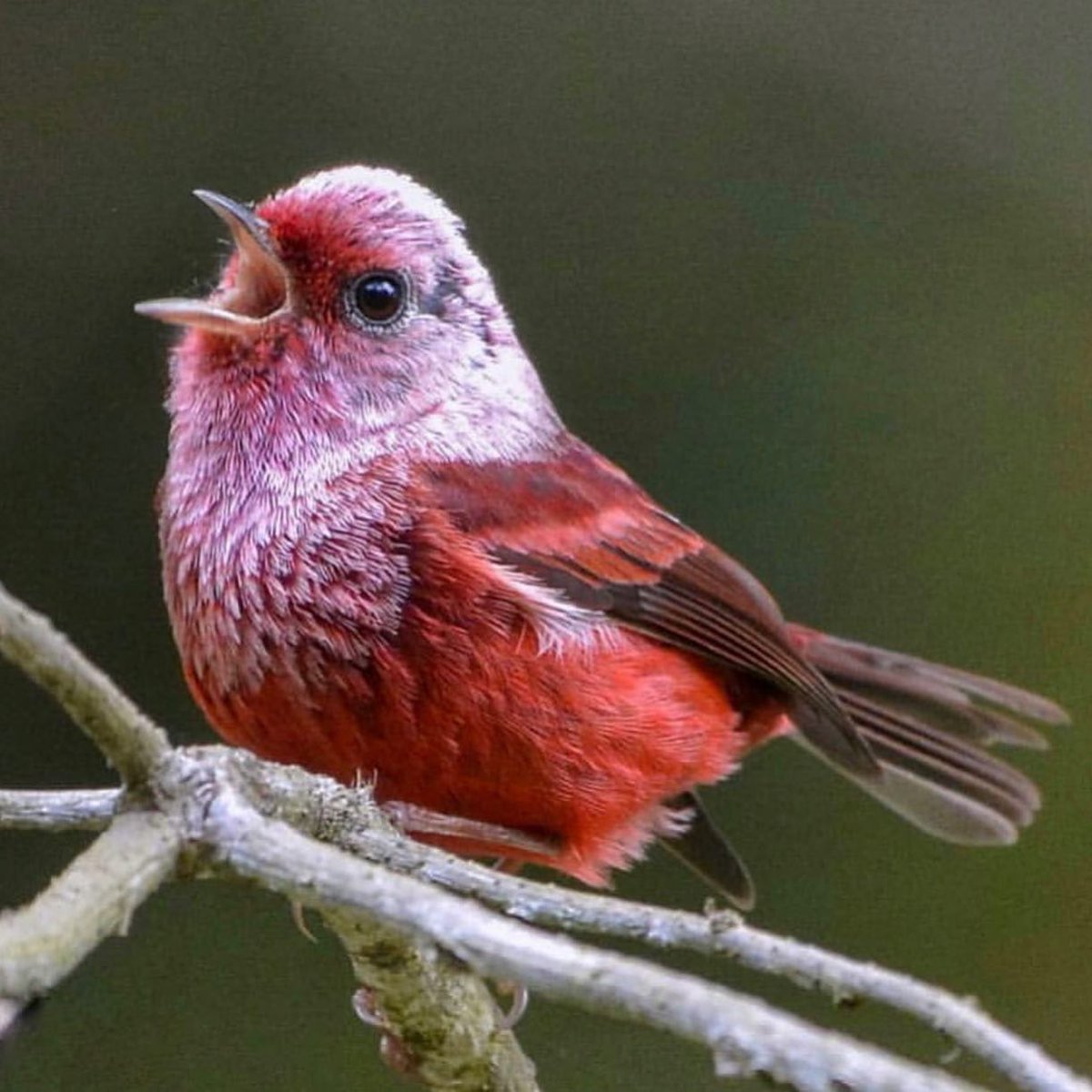 Pink-headed Warbler 💗❤️
By birdlover_gt