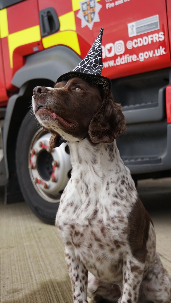 CDDFRS's tweet photo. Our Fire Dogs Woodie & Twix are extremely brave but even they can be distressed by loud explosions outside during the fireworks season. Please think about the effect on your pets and other peoples when buying your fireworks #BetterBonfire https://t.co/kXi10CF8L0