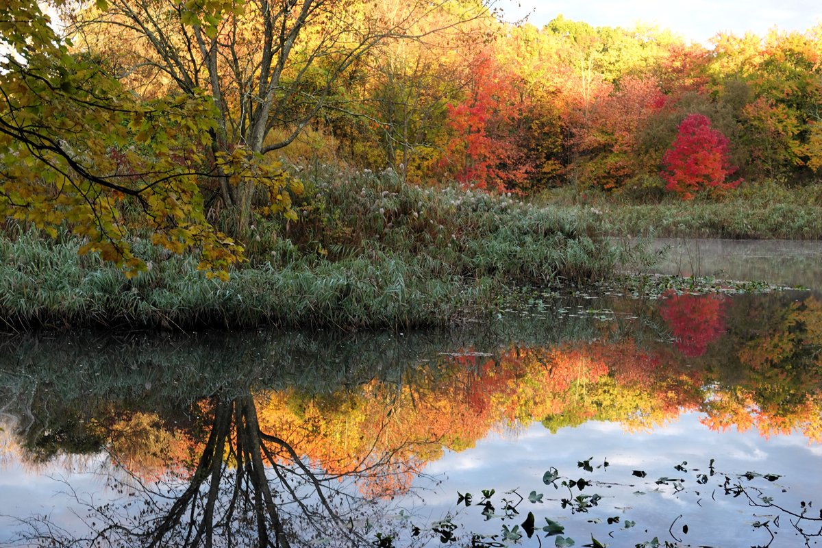paminnyc's tweet photo. Positive photo day 1319: Some mornings when it looks like the world is collapsing, a little bit of #fallfolliage zen energy definitely helps. No #birdphotography today. Van Cortlandt Park this morning. #Bronx #NYC #nature @vcpalliance @BirdBronx @NYCParks https://t.co/3wWOQcZ4Ik