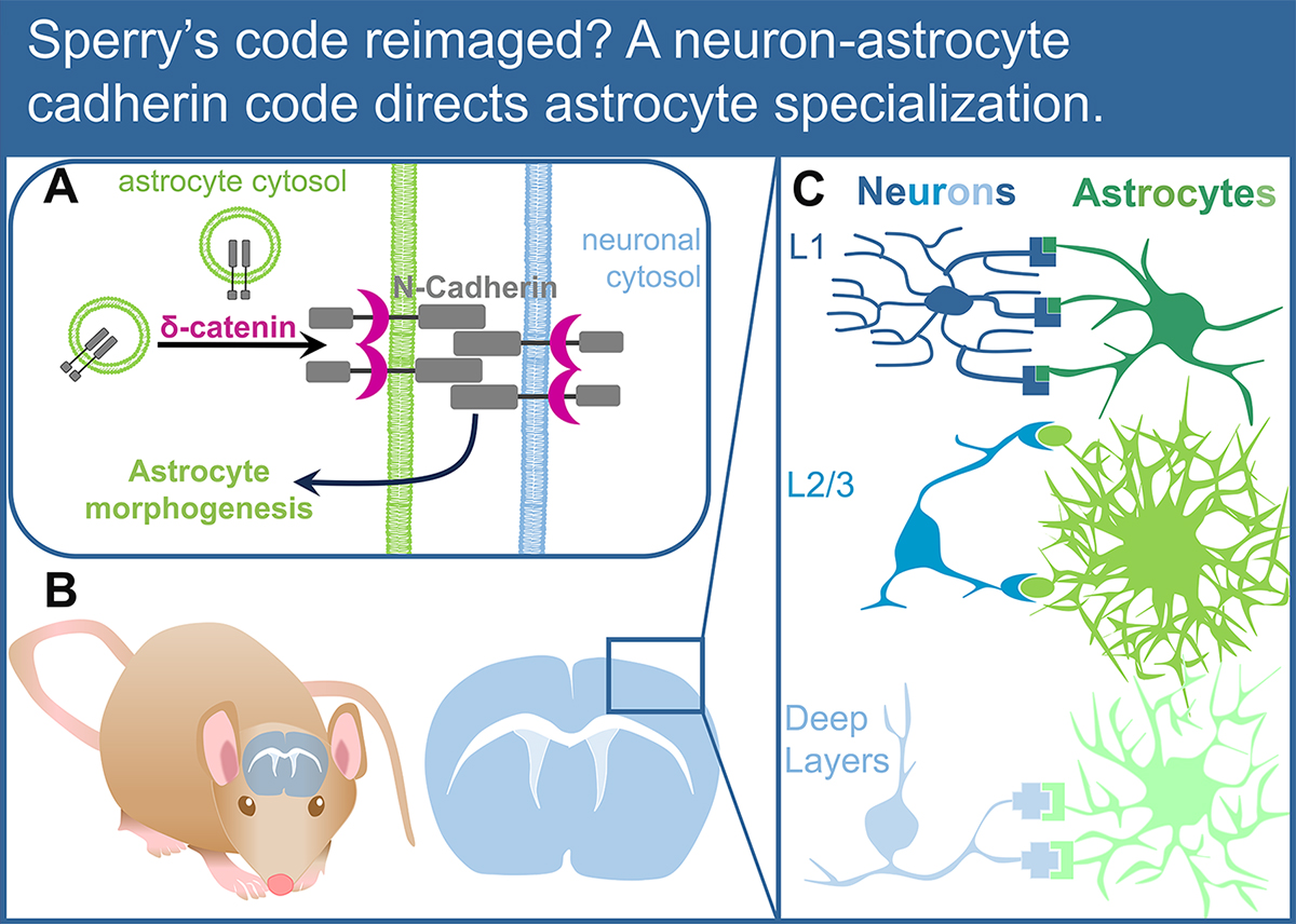 Journal of Cell Biology (@jcellbiol) on Twitter photo Neuronal cadherins: The keys that unlock layer-specific #astrocyte identity?
Haley Jetter and Sarah Ackerman (<a href="/SD_Ackerman/">Dr Sarah D Ackerman</a>) <a href="/BIG_CenterWashU/">BIG Center @WashU</a> discuss recent work by <a href="/xbel_tan/">Christabel Tan, PhD</a>, <a href="/c_eroglu/">Cagla Eroglu</a> and colleagues (bit.ly/3PcVlcG) in Spotlight: bit.ly/470q18t
#neuroscience Neuronal cadherins: The keys that unlock layer-specific #astrocyte identity?
Haley Jetter and Sarah Ackerman (<a href="/SD_Ackerman/">Dr Sarah D Ackerman</a>) <a href="/BIG_CenterWashU/">BIG Center @WashU</a> discuss recent work by <a href="/xbel_tan/">Christabel Tan, PhD</a>, <a href="/c_eroglu/">Cagla Eroglu</a> and colleagues (bit.ly/3PcVlcG) in Spotlight: bit.ly/470q18t
#neuroscience