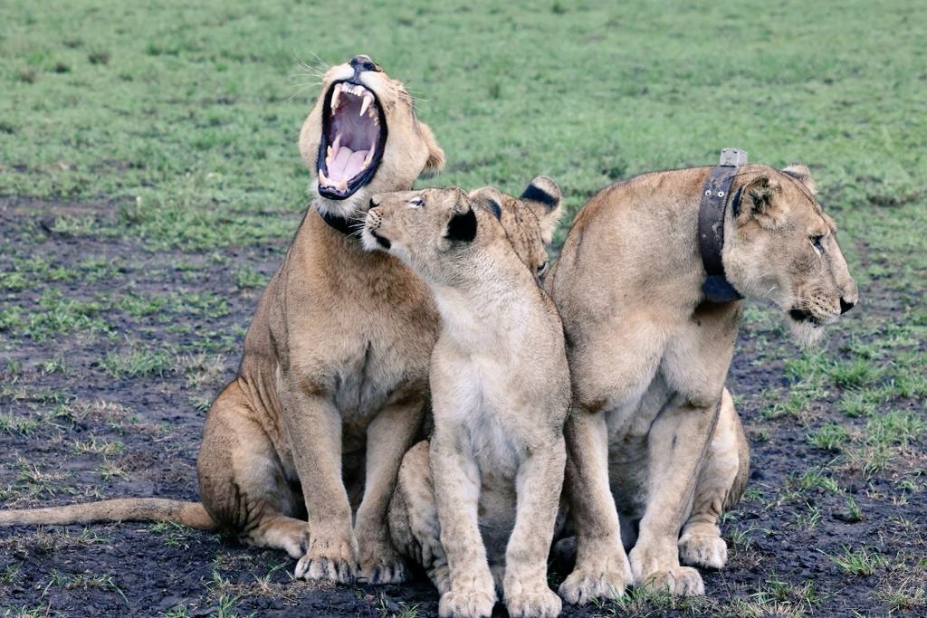 MChagara's tweet photo. There is always that one sibling who can't cooperate...
Health monitoring.
๐Queen Elizabeth Conservation Area.
#ExploreUganda #Lions #VisitQueen #photography #Travel #DramaticLions https://t.co/cevtERkd9Y