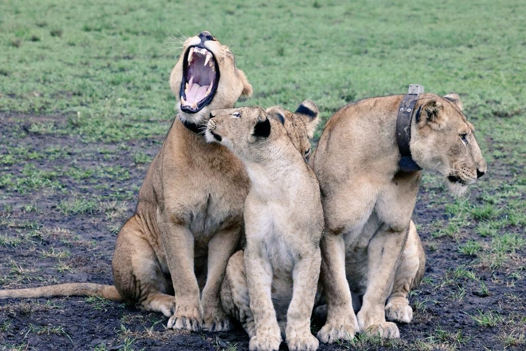 There is always that one sibling who can't cooperate... Health monitoring. 📍Queen Elizabeth Conservation Area. #ExploreUganda #Lions #VisitQueen #photography #Travel #DramaticLions